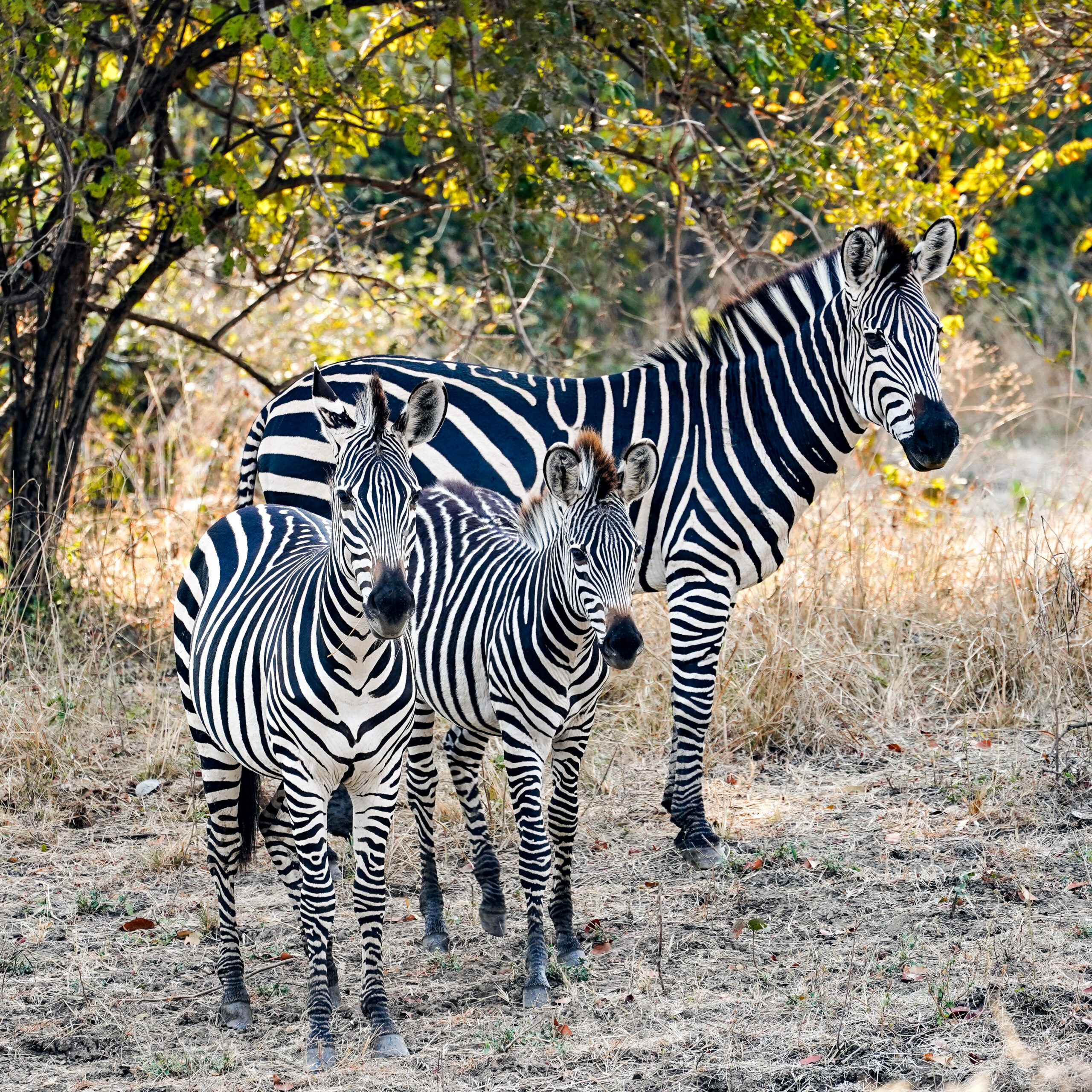 Zebras auf Safari während sieben Tagen in Sambia