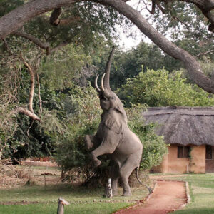 Il Track and Trail River Camp sul fiume Luangwa, Zambia.