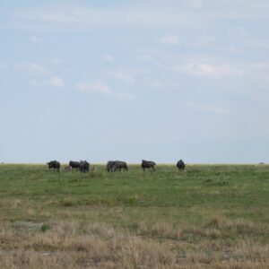 A line of wildebeest crossing flat open grassland under a wide sky in Liuwa Plain National Park. Context photograph of the plain around Liuwa Camp, not of the property itself.