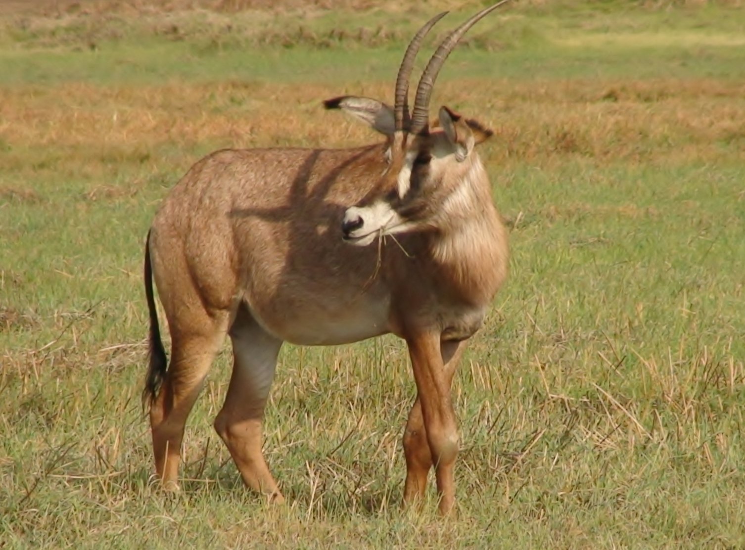 A roan antelope on open grassland in Kafue National Park, Zambia. Context photograph of the country around Kasonso Busanga Camp, not of the property itself.
