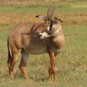 A roan antelope on open green grassland in Kafue National Park, Zambia. Context photograph of the country around Shumba Camp, not of the property itself.