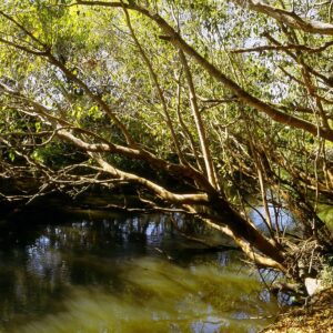 Sunlit water and overhanging riverine trees along the Wasa River in Kasanka National Park. Context photograph of the area around Wasa Lodge, not of the property itself.