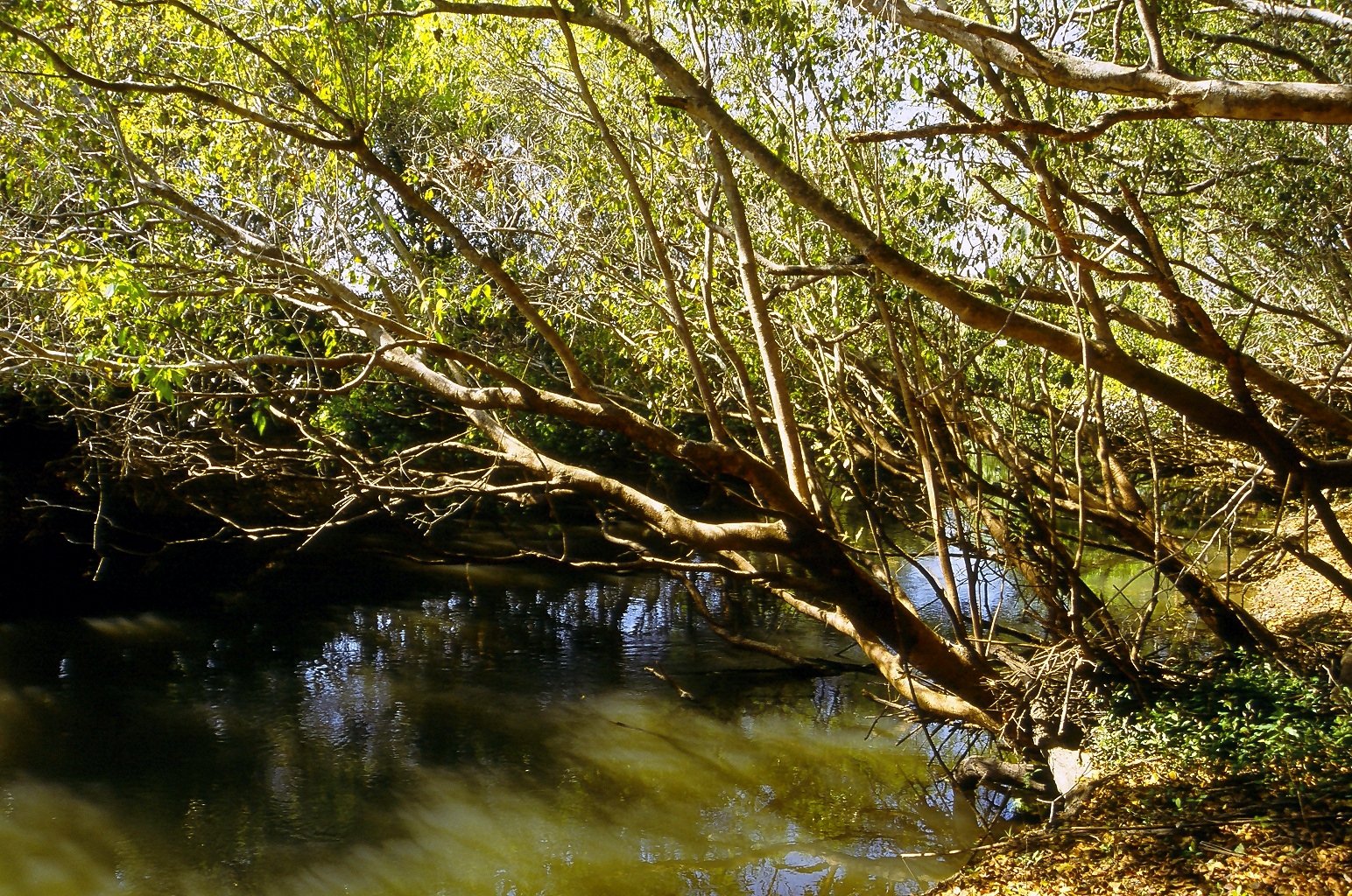 Sunlit water and overhanging riverine trees along the Wasa River in Kasanka National Park. Context photograph of the area around Wasa Lodge, not of the property itself.