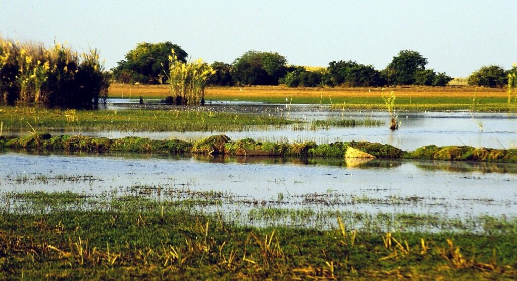 Flat seasonally flooded grassland of the Bangweulu Wetlands near Shoebill Island in the dry season