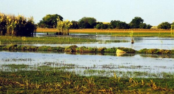 The Bangweulu Wetlands in the dry season — location context, not a photograph of this property