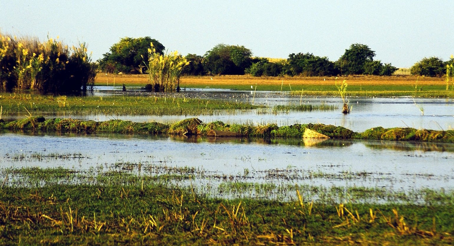 Flat seasonally flooded grassland of the Bangweulu Wetlands near Shoebill Island in the dry season