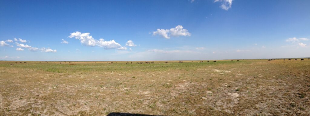 Wide panorama of flat open grassland with grazing herds in Liuwa Plain National Park