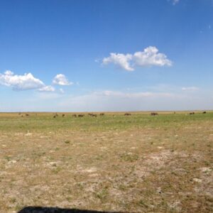 Wide panorama of flat open grassland with grazing herds in Liuwa Plain National Park