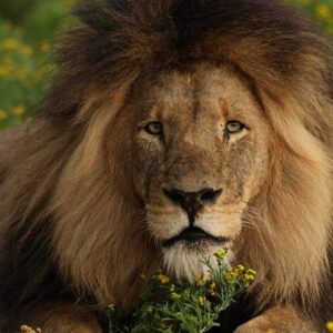10 Day Safari Adventure in Kafue and Lower Zambezi NP