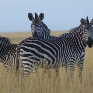 14 Day Liuwa Plain National Park Safari Adventure