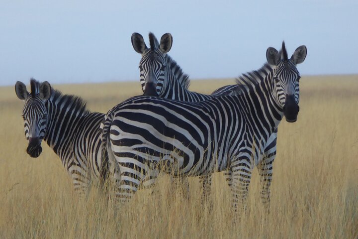 14 Day Liuwa Plain National Park Safari Adventure