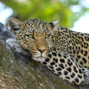 2 Days Trip in Devil's Pool, Falls, Rhino Walk and Chobe