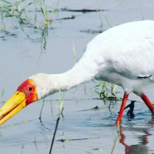 2 Nights 2days(camping in chobe national park)