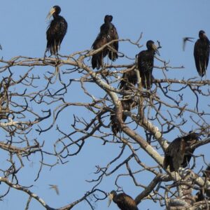 21 Days Safari Adventure Explore Zambia National Parks