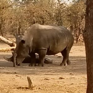 3 hours Game Drive and Rhino Walk Safari Livingstone
