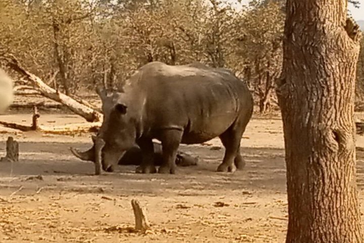 3 hours Game Drive and Rhino Walk Safari Livingstone