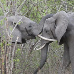 4 Day South Luangwa National Park Safari Adventure