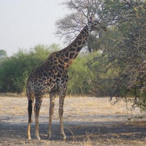 4 days Hwange Safari Game drive Staying at Iganyane Tented camp