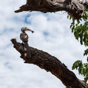 Bird Watching Safari