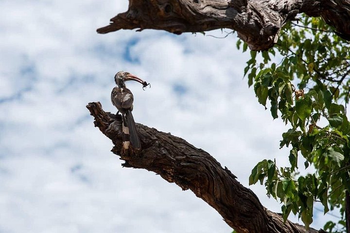 Bird Watching Safari