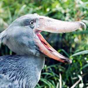 Bird Watching Zambia