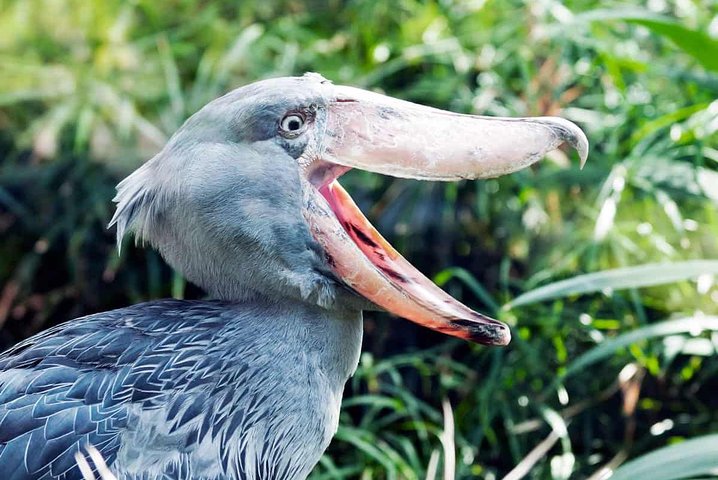 Bird Watching Zambia
