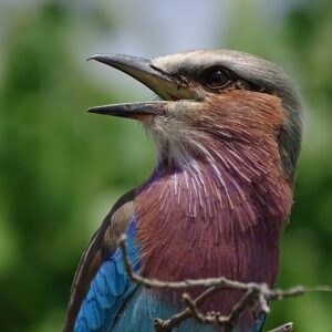 Birding Safari Experience in Livingstone - MINIMUM 2 PEOPLE