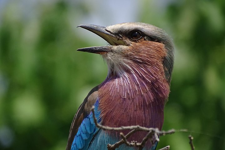Birding Safari Experience in Livingstone - MINIMUM 2 PEOPLE