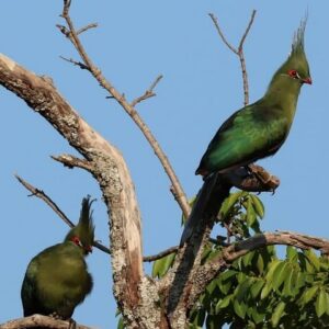 Birding Safari from Livingstone: Half-Day or Full-Day Options