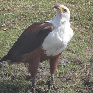 Birding Safari Tour.