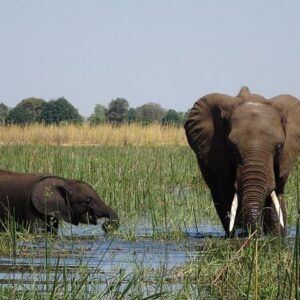 Chobe Day Trip Botswana