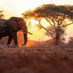 Chobe Day Trip from Liivingstone