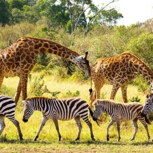 Chobe Day Trip from Livingstone with Transfer