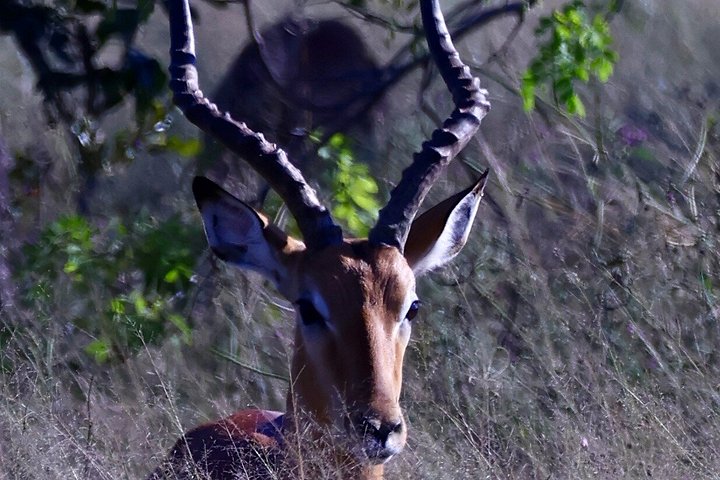 Chobe Day Trip Game Drive lunch and Boat Cruise