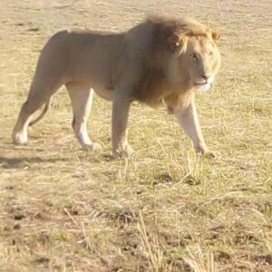 Chobe Full Day Safari