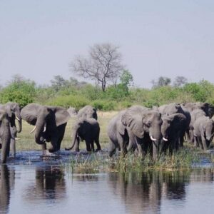 Chobe Full Day Safari Trip