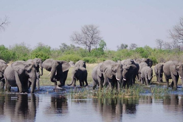 Chobe Full Day Safari Trip