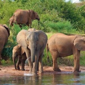 Chobe Full Day Safari Trip-Botswana