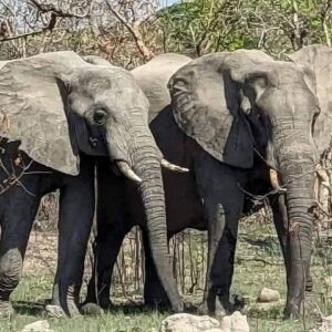 Chobe Full Day Safari with Lunch and Return Transfer