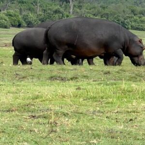 Chobe Morning Game Drive (Half-Day Safari)