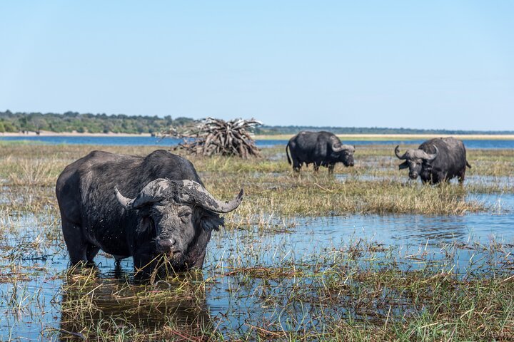 Chobe National Park Day Tour — from Livingstone