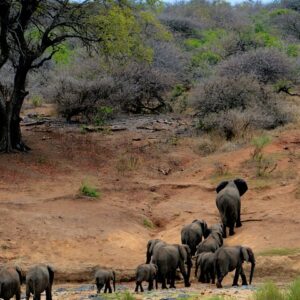 Chobe National Park Day Trip: Game Drives and River Cruise