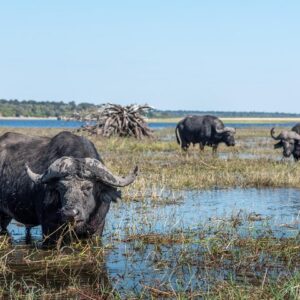 Chobe National Park Day Trip: River Safari & Game Drive