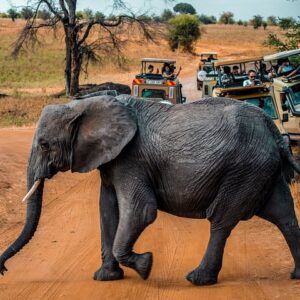 Chobe National Park Tour by 4WD