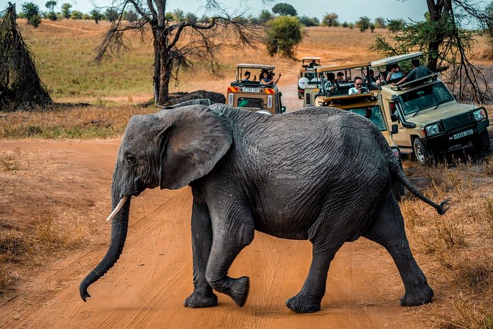 Chobe National Park Tour by 4WD