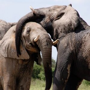 Chobe Private Day Trip A Luxury Safari Experience