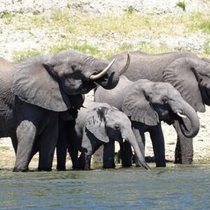 Chobe Safari Experience Day Trip - MINIMUM 2 PEOPLE