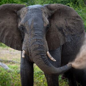 Explore Chobe Day Tour + falls guided Tour 2day package