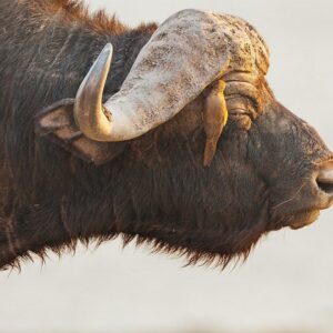 From Victoria falls Sunrise to sunset safari Chobe national park