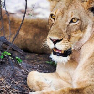 Full Day Chobe National Park Safari from Livingstone